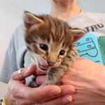 Savannah, F-2B, Male, Golden, DOB 11-14-18