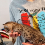 Savannah, F-2B, Male, Golden, DOB 11-14-18