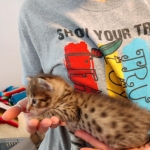 Savannah, F-2B, Male, Golden, DOB 11-14-18