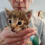 Savannah, F-2B, Male, Golden, DOB 11-14-18