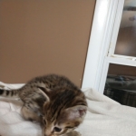 Savannah, F-2B, Male, Golden, DOB 11-14-18