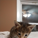 Savannah, F-2B, Male, Golden, DOB 11-14-18