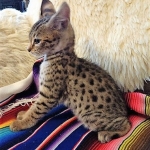 Savannah, F-2B, Male, Golden, DOB 11-14-18