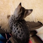 Savannah, F-2B, Male, Golden, DOB 11-14-18