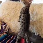 Savannah, F-2B, Male, Golden, DOB 11-14-18)