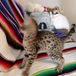 Savannah, F-2B, Male, Golden, DOB 11-14-18