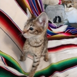 Savannah, F-2B, Male, Golden, DOB 11-14-18