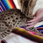 Savannah, F-2B, Male, Golden, DOB 11-14-18