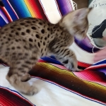 Savannah, F-2B, Male, Golden, DOB 11-14-18