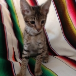 Savannah, F-2B, Male, Golden, DOB 11-14-18