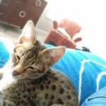 Big Pawley, Savannah, F-2B, Male, Golden, DOB 11-14-18