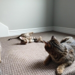 Big Pawley, Savannah, F-2B, Male, Golden, DOB 11-14-18