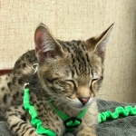 Big Pawley, Savannah, F-2B, Male, Golden, DOB 11-14-18