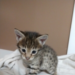 Savannah, F-2B, Male, Golden, DOB 11-14-18