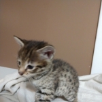 Savannah, F-2B, Male, Golden, DOB 11-14-18