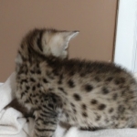 Savannah, F-2B, Male, Golden, DOB 11-14-18