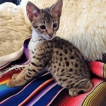 Savannah, F-2B, Male, Golden, DOB 11-14-18