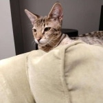 Big Pawley, Savannah, F-2B, Male, Golden, DOB 11-14-18