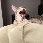 Big Pawley, Savannah, F-2B, Male, Golden, DOB 11-14-18