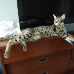 Big Pawley, Savannah, F-2B, Male, Golden, DOB 11-14-18