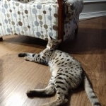 Big Pawley, Savannah, F-2B, Male, Golden, DOB 11-14-18