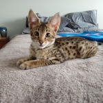 Big Pawley, Savannah, F-2B, Male, Golden, DOB 11-14-18