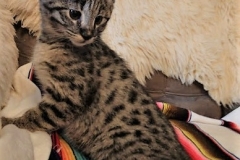 Timon Savannah F-2B Male BST Large DOB 11-14-18