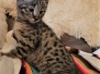 Timon Savannah F-2B Male BST Large DOB 11-14-18