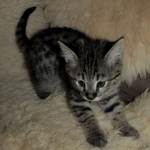 Savannah, F-2B, Male, BST, large, DOB 11-14-18