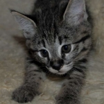 Savannah, F-2B, Male, BST, large, DOB 11-14-18