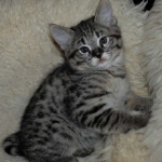 Savannah, F-2B, Male, BST, large, DOB 11-14-18