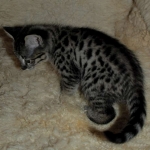 Savannah, F-2B, Male, BST, large, DOB 11-14-18