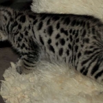 Savannah, F-2B, Male, BST, large, DOB 11-14-18