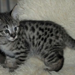 Savannah, F-2B, Male, BST, large, DOB 11-14-18