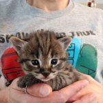 Savannah, F-2B, Male, BST, large, DOB 11-14-18