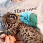 Savannah, F-2B, Male, BST, large, DOB 11-14-18