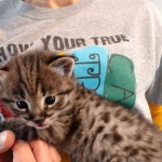 Savannah, F-2B, Male, BST, large, DOB 11-14-18