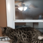 Savannah, F-2B, Male, BST, large, DOB 11-14-18