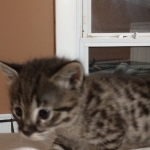 ISavannah, F-2B, Male, BST, large, DOB 11-14-18