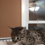 Savannah, F-2B, Male, BST, large, DOB 11-14-18