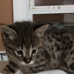 Savannah, F-2B, Male, BST, large, DOB 11-14-18