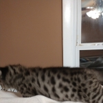 Savannah, F-2B, Male, BST, large, DOB 11-14-18