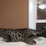 Savannah, F-2B, Male, BST, large, DOB 11-14-18