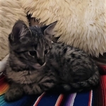 Savannah, F-2B, Male, BST, large, DOB 11-14-18