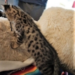 Savannah, F-2B, Male, BST, large, DOB 11-14-18