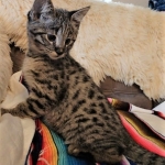 Savannah, F-2B, Male, BST, large, DOB 11-14-18