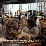 Savannah, F-2B, Male, BST, large, DOB 11-14-18