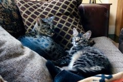 Snape, Savannah, F-2B, Male, BST,  DOB 6-2-19