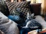 Snape, Savannah, F-2B, Male, BST,  DOB 6-2-19