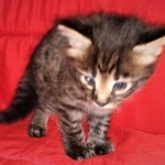 Savannah, F-2, Male, Rocky, DOB 6-2-19